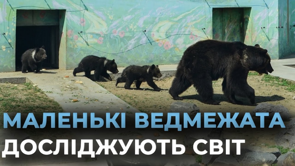 Embedded thumbnail for Маленькі ведмежата підкорюють серця відвідувачів Подільського зоопарку