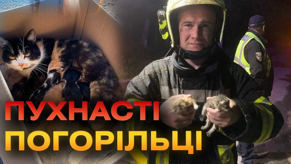 Embedded thumbnail for У Літинській громаді пожежники врятували з палаючої будівлі двох кошенят