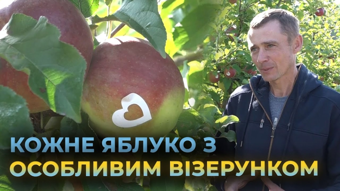 Embedded thumbnail for З літаками, тризубом та дитячими візерунками - унікальні яблука вирощують у Мізяківських Хуторах