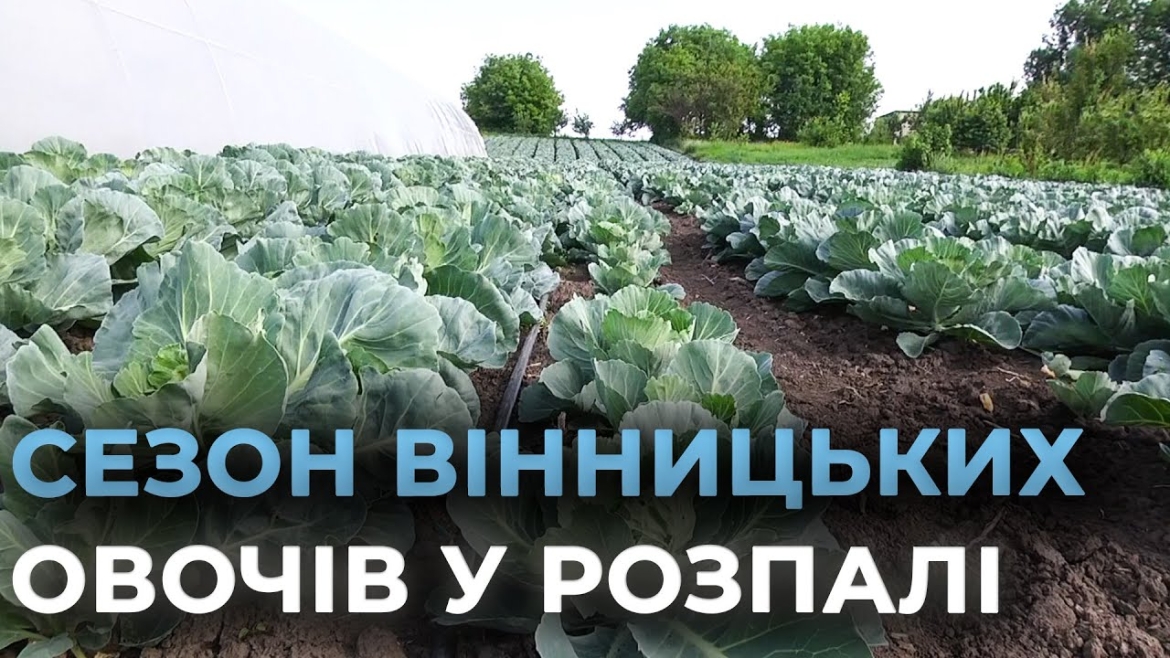 Embedded thumbnail for Як вінницькі фермери забезпечують ринки свіжою городиною