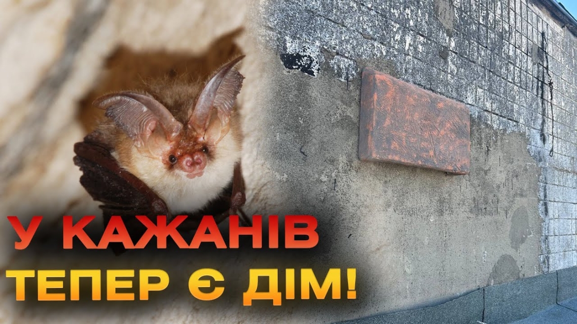 Embedded thumbnail for Перший хостел для кажанів: у Вінниці з&#039;явився будинок для рукокрилих тварин