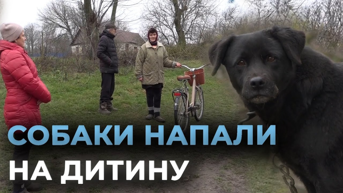 Embedded thumbnail for На Вінниччині розшукали власників собак, які збились у зграю та напали на 11-річну дитину