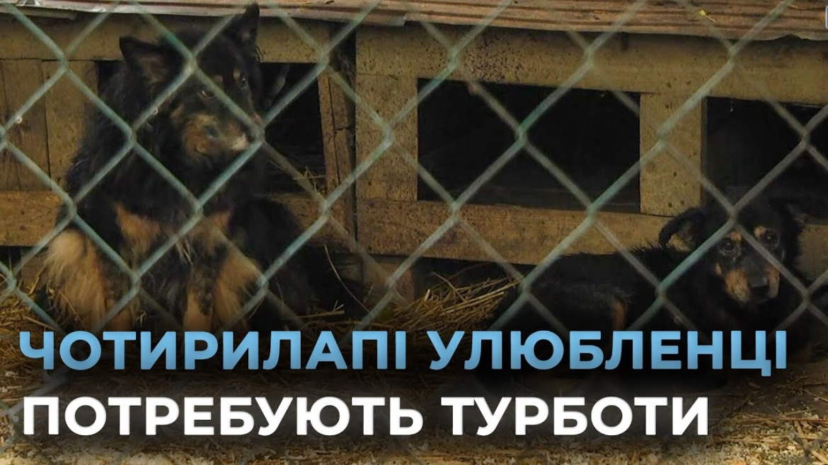 Embedded thumbnail for Як вінничани можуть допомогти притулку для собак &quot;Планета&quot;