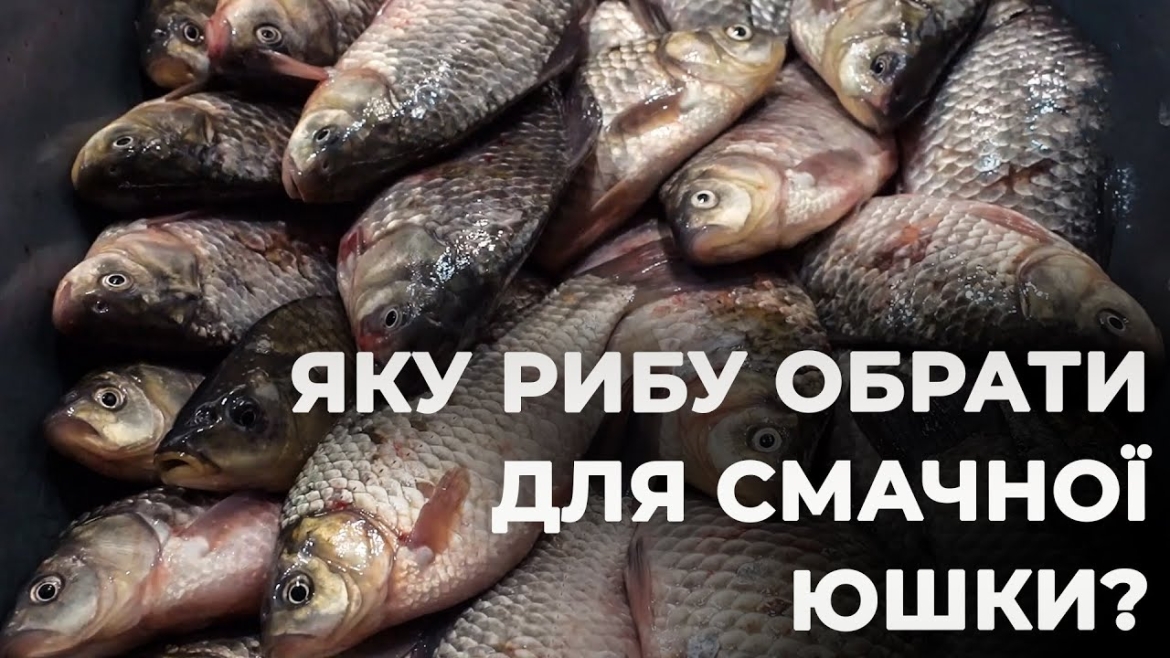 Embedded thumbnail for Секрети рибної юшки: як обрати рибу на ринку та приготувати наваристу страву