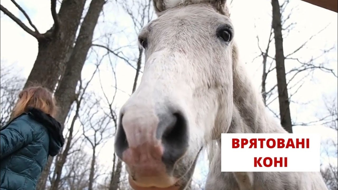 Embedded thumbnail for Шість коней, які врятувались після бомбардувань Київщини, знайшли прихисток на Вінниччині