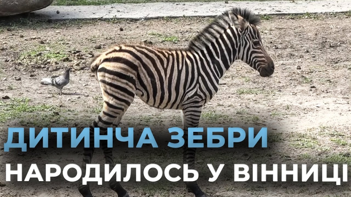 Embedded thumbnail for У Вінниці в «Подільському зоопарку» народилося дитинча зебри