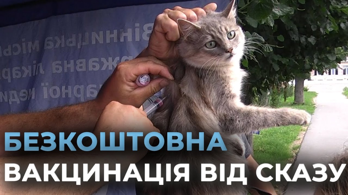 Embedded thumbnail for У Вінницько-Хутірському старостинському окрузі провели вакцинацію домашніх тварин