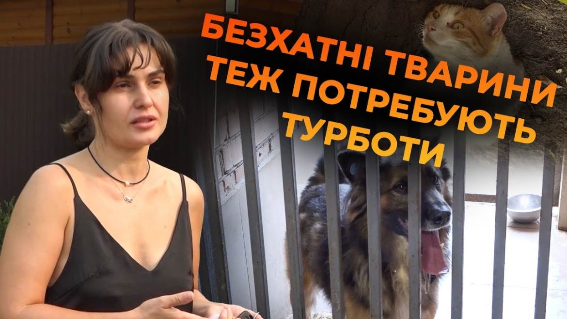 Embedded thumbnail for Вінницькі волонтерки годують безхатніх собак та котів, лікують та знаходять їм тимчасовий прихисток