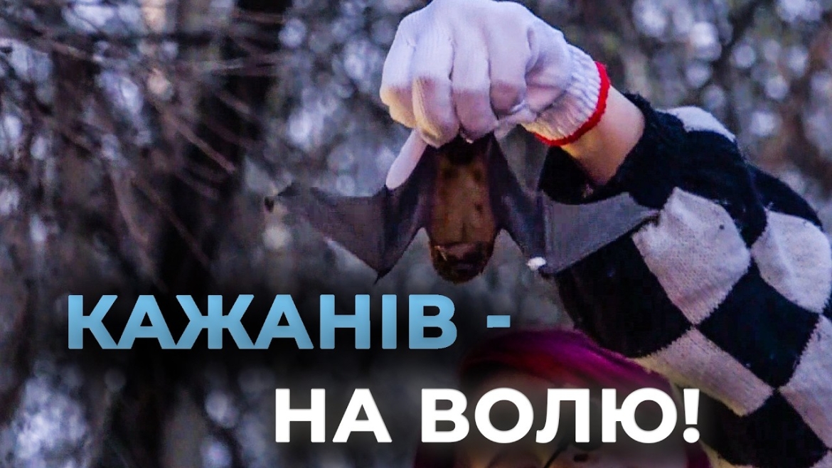 Embedded thumbnail for У Вінниці на волю випустили кажанів після зимової реабілітації