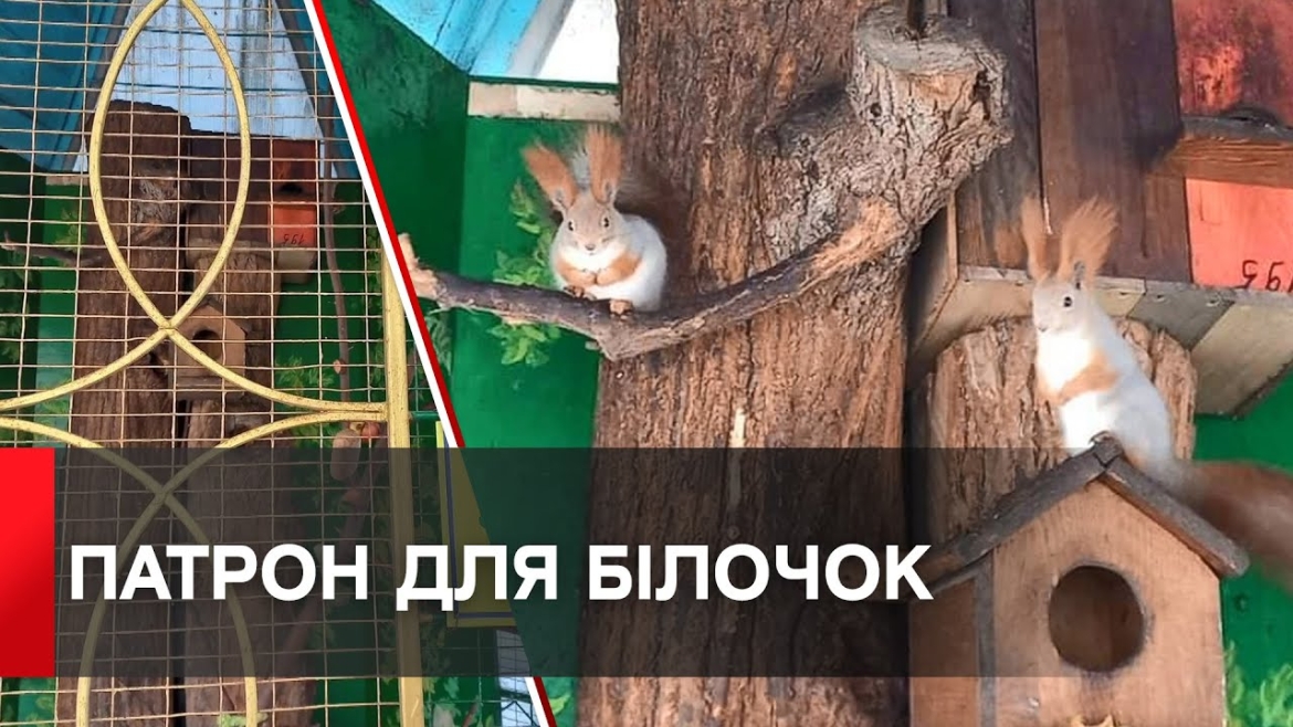 Embedded thumbnail for Білки з Подільського зоопарку у Вінниці тепер мають власного опікуна