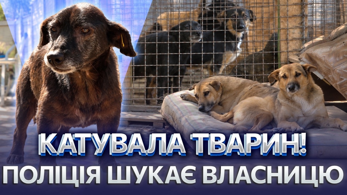 Embedded thumbnail for Мертві тварини й жахливі умови: з притулку на Вінниччині волонтери вилучили вцілілих тварин