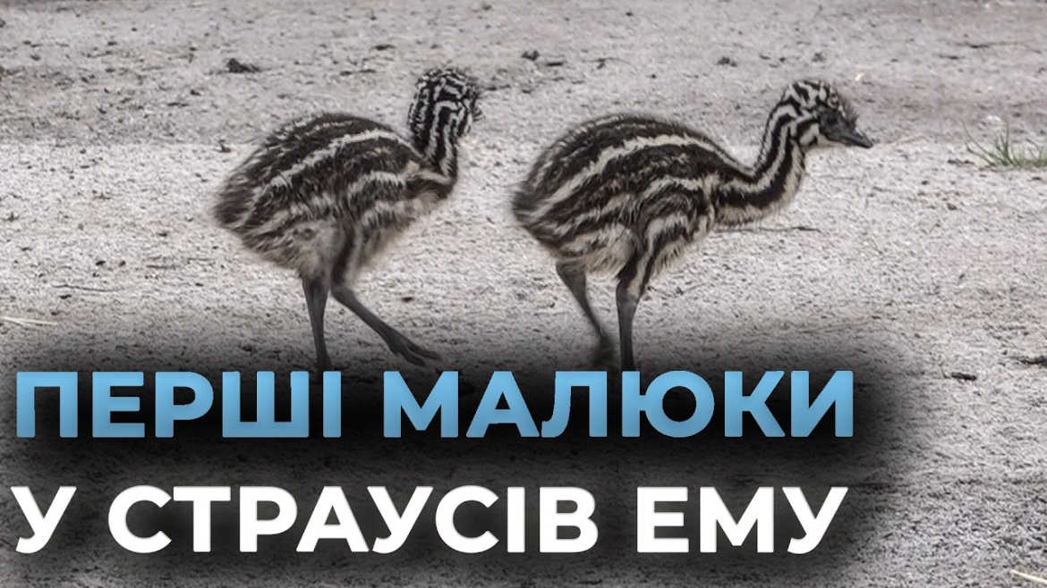 Embedded thumbnail for Поповнення у Подільському зоопарку: вперше в історії закладу вилупилися пташенята Ему