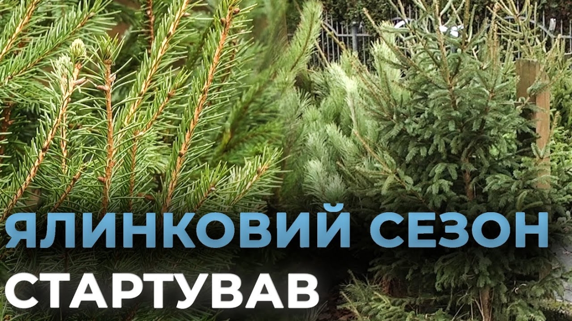 Embedded thumbnail for На Вінниччині стартував сезон продажу новорічних ялинок: ціни - від 150 грн