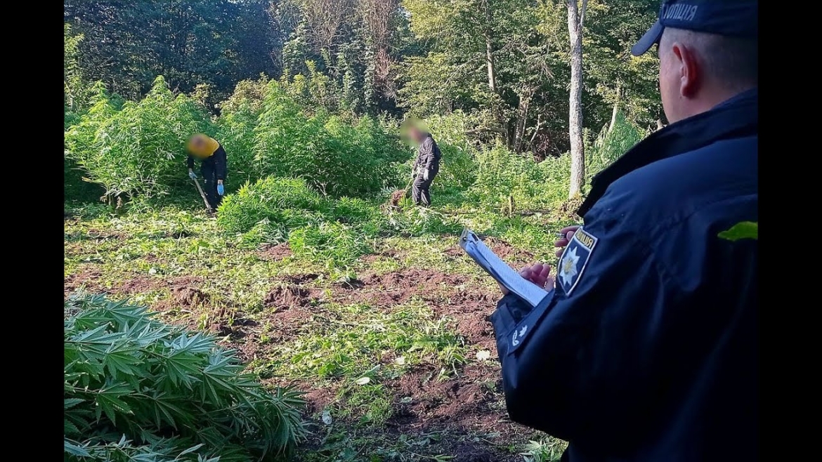 Embedded thumbnail for Правоохоронці ліквідували на Вінниччині масштабну наркоплантацію