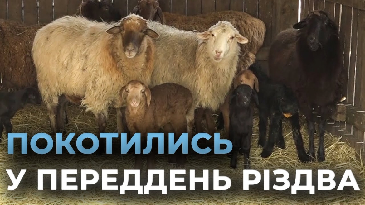 Embedded thumbnail for У вінницькому зоопарку на світ з'явились маленькі ягнята