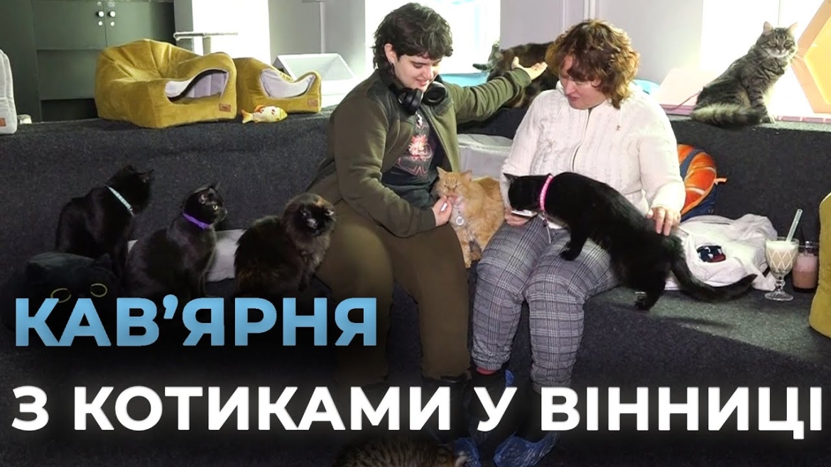 Embedded thumbnail for Котокафе у Вінниці: у центрі міста працює унікальний простір з пухнастиками