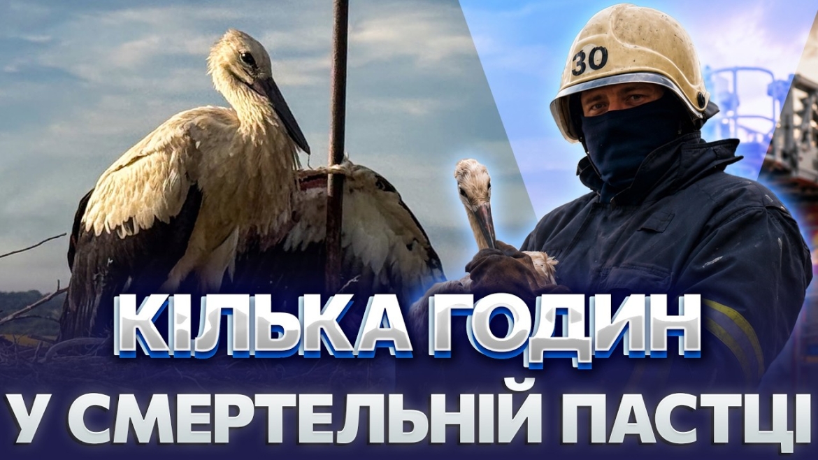 Embedded thumbnail for На Вінниччини двічі за один день рятували знесилених лелек
