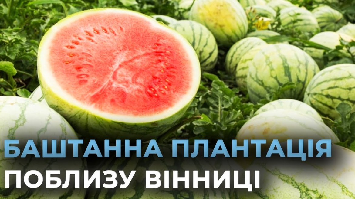 Embedded thumbnail for Сезон у розпалі: в господарстві поблизу Вінниці цьогоріч вродило близько 40 тонн кавунів
