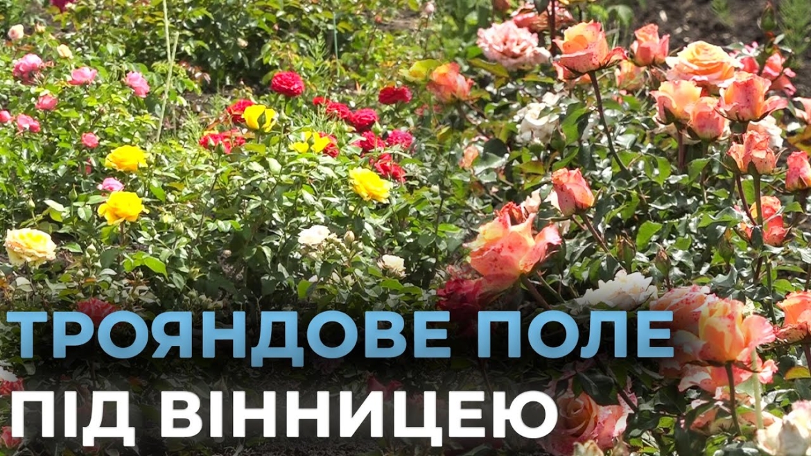 Embedded thumbnail for Вінничанка змінила перукарські ножиці на садовий секатор, щоб вирощувати унікальні квіти