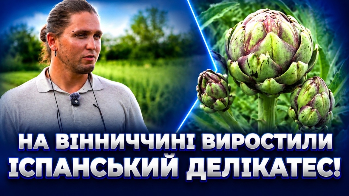 Embedded thumbnail for Як артишоки від вінницького фермера забезпечили 20% українського ринку збуту
