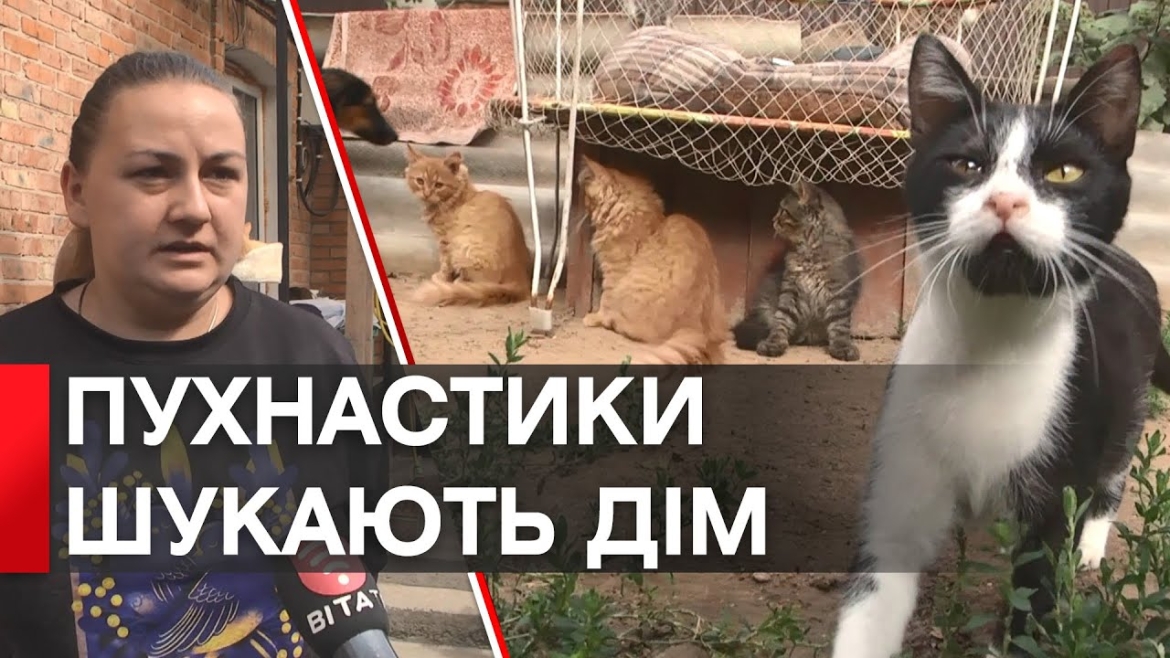 Embedded thumbnail for У Вінниці волонтерка прихистила майже 80 котів, ще 20 - віддала на перетримку