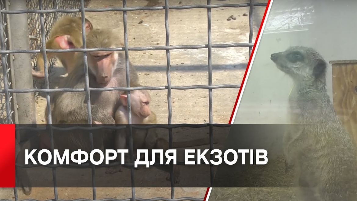 Embedded thumbnail for Вольєри Подільського зоопарку обігріватимуть твердопаливні котли