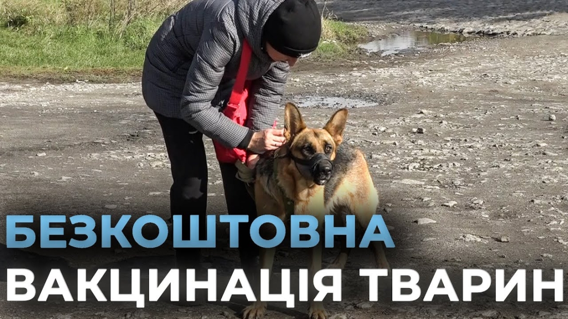 Embedded thumbnail for У Стадницькому окрузі безкоштовно вакцинують котів і собак від сказу