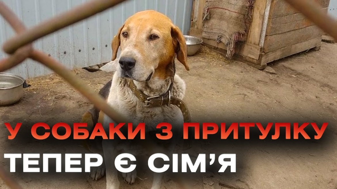Embedded thumbnail for Собака, якого під час війни покинув господар у Вознесенську, знайшов люблячу сімʼю у Вінниці
