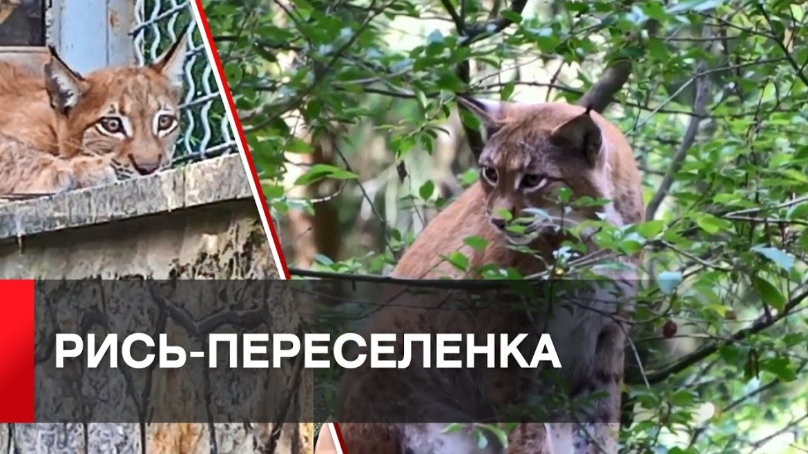 Embedded thumbnail for В Подільському зоопарку у Вінниці тепер живе рись-переселенка