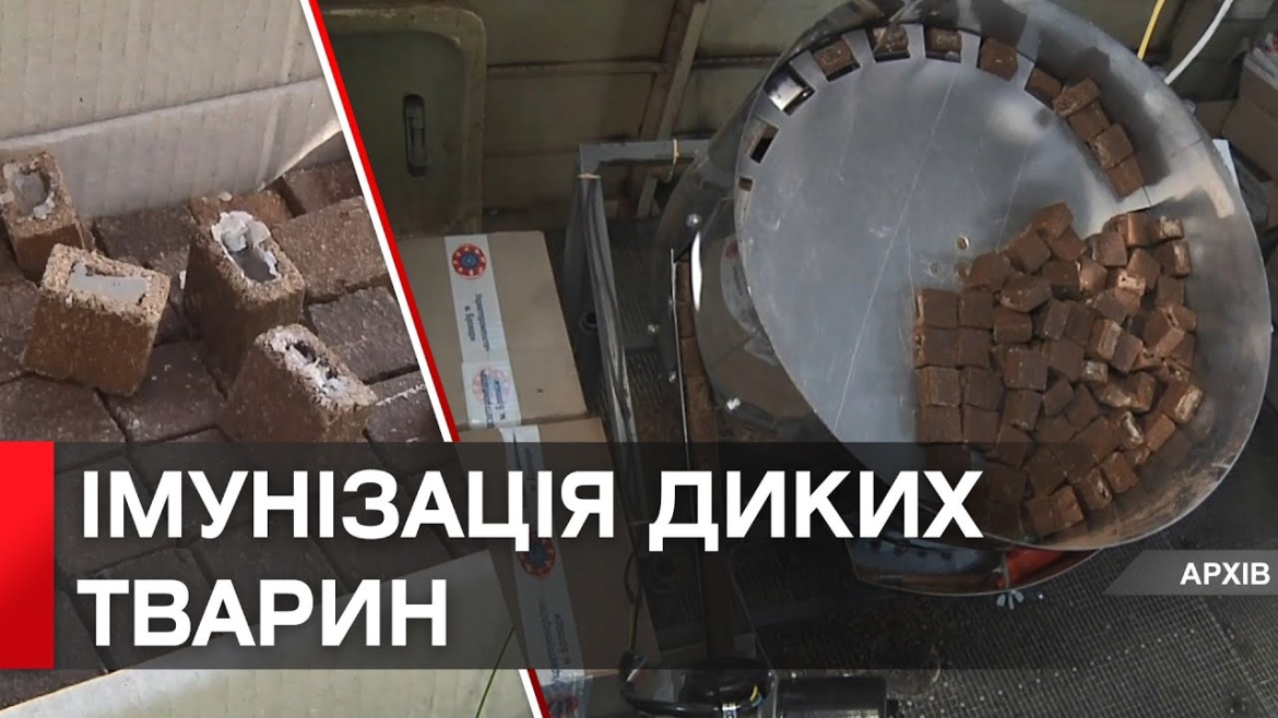 Embedded thumbnail for Понад 100 тисяч доз: на Вінниччині розпочали імунізацію диких тварин від сказу