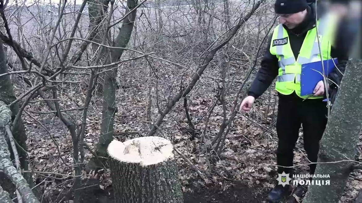 Embedded thumbnail for Незаконно вирубали дерев на 1,5 млн грн: на Вінниччині судитимуть злочинну групу
