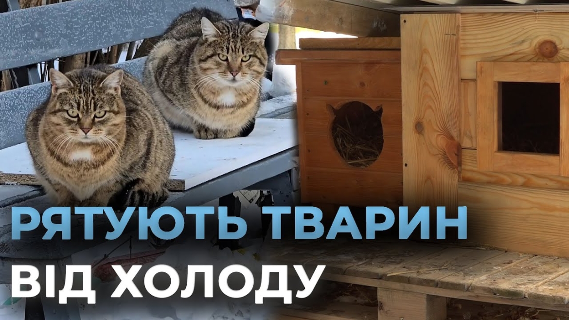 Embedded thumbnail for Як вінничани допомагають безпритульним тваринам пережити зиму