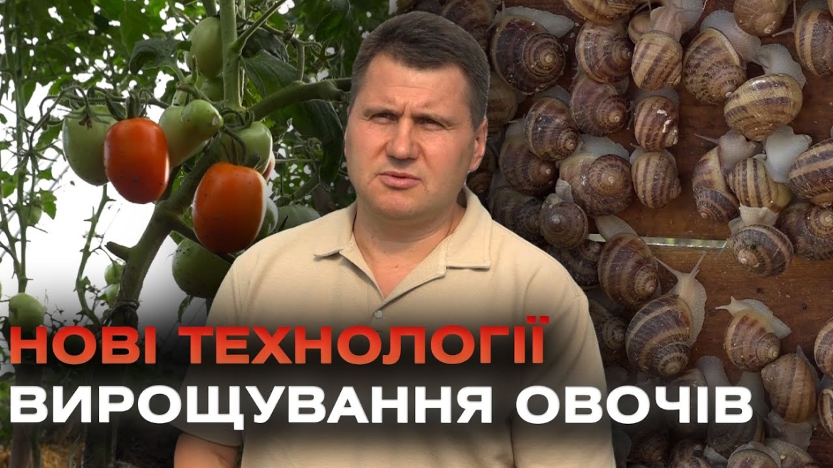 Embedded thumbnail for Органічна продукція: як експериментують у вінницьких теплицях?