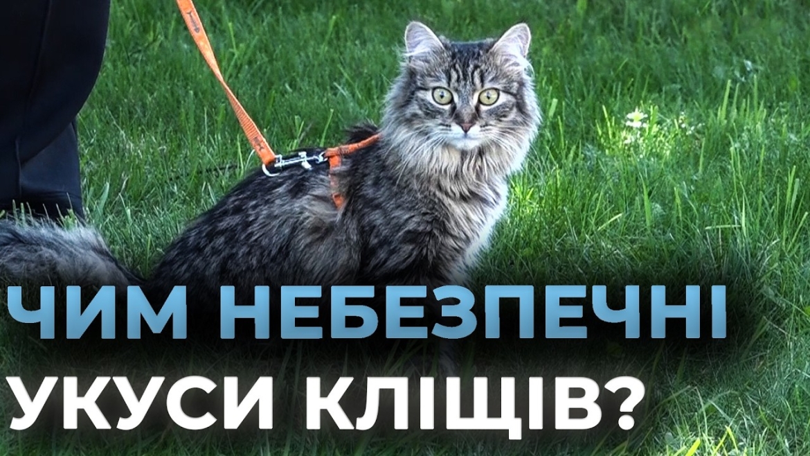 Embedded thumbnail for Сезон кліщів на Вінниччині: як захистити себе та домашніх улюбленців