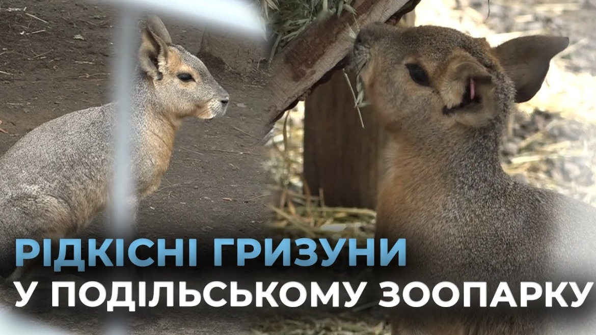 Embedded thumbnail for Вперше у вінницькому зоопарку поповнення в родині екзотичних гризунів - патагонських мар