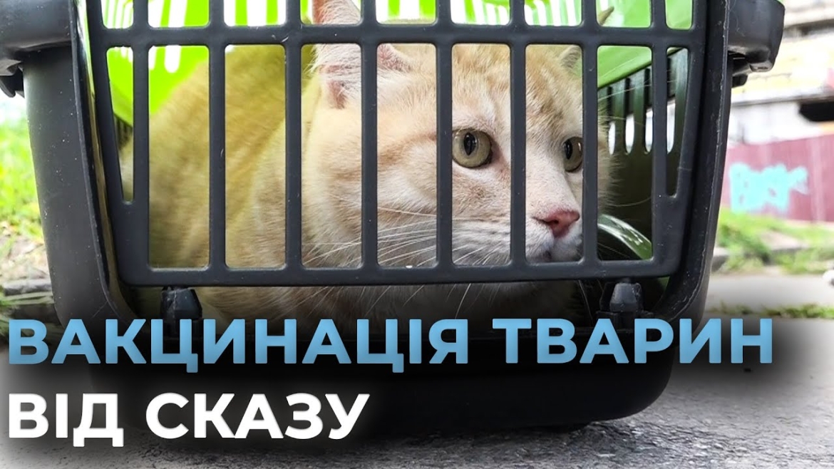 Embedded thumbnail for У Вінницькій громаді стартувала кампанія з вакцинації домашніх тварин від сказу