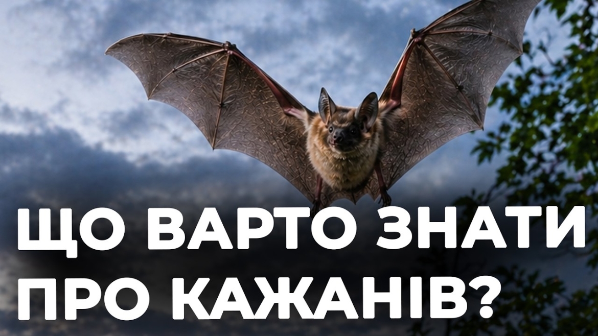 Embedded thumbnail for Нічні охоронці вінницьких садів: як 150 рудих вечірниць повернулися у Центральний парк
