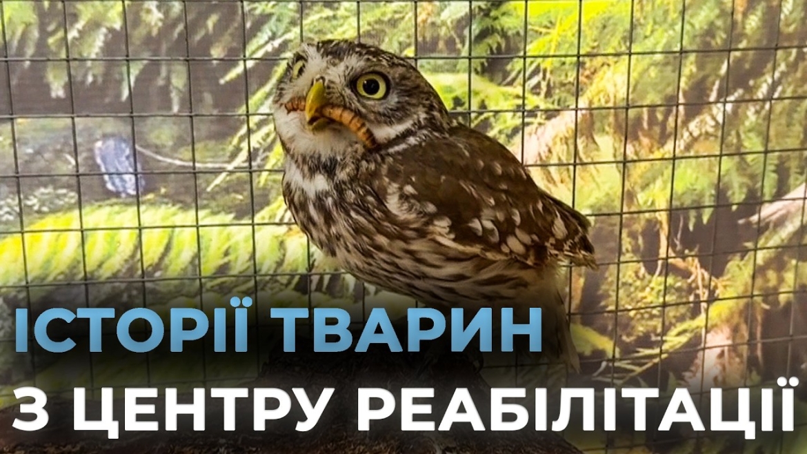Embedded thumbnail for Як у вінницькому центрі реабілітації виходжують диких птахів та покинутих домашніх улюбленців