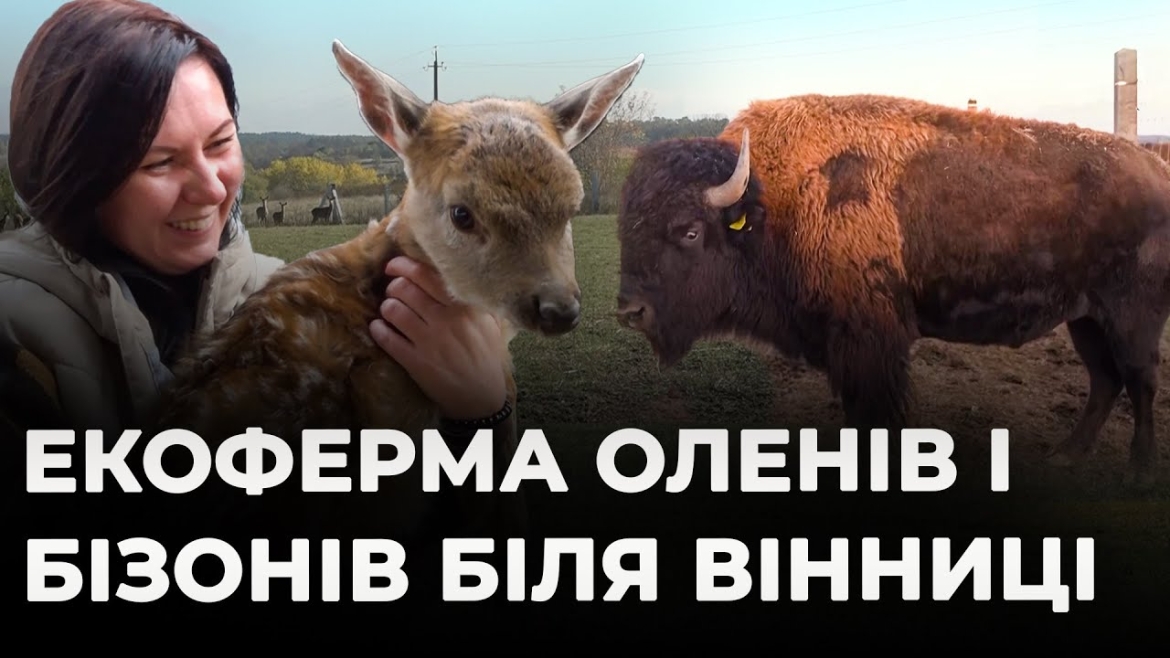 Embedded thumbnail for Унікальна екоферма на Вінниччині: бізони та олені у серці Поділля
