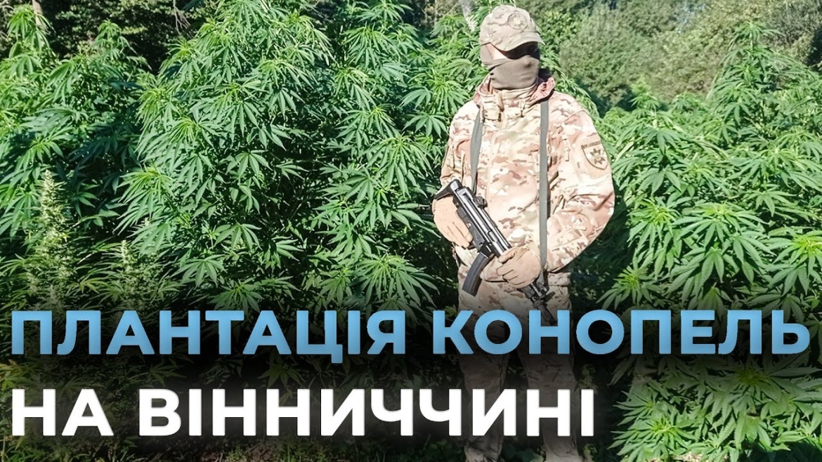 Embedded thumbnail for Правоохоронці ліквідували на Вінниччині масштабну наркоплантацію