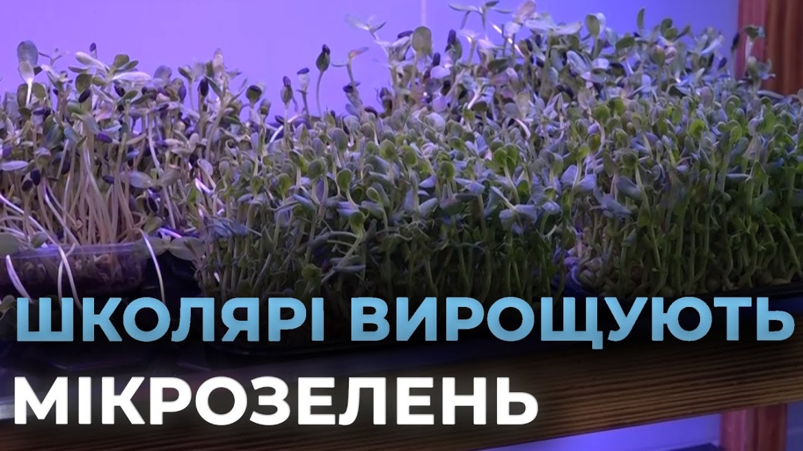 Embedded thumbnail for Вінницькі школярі створили «розумний город», де вирощують мікрозелень