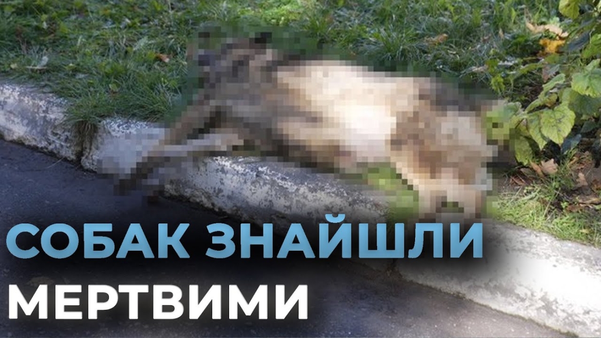 Embedded thumbnail for У Вінниці встановлюють обставини смерті двох собак
