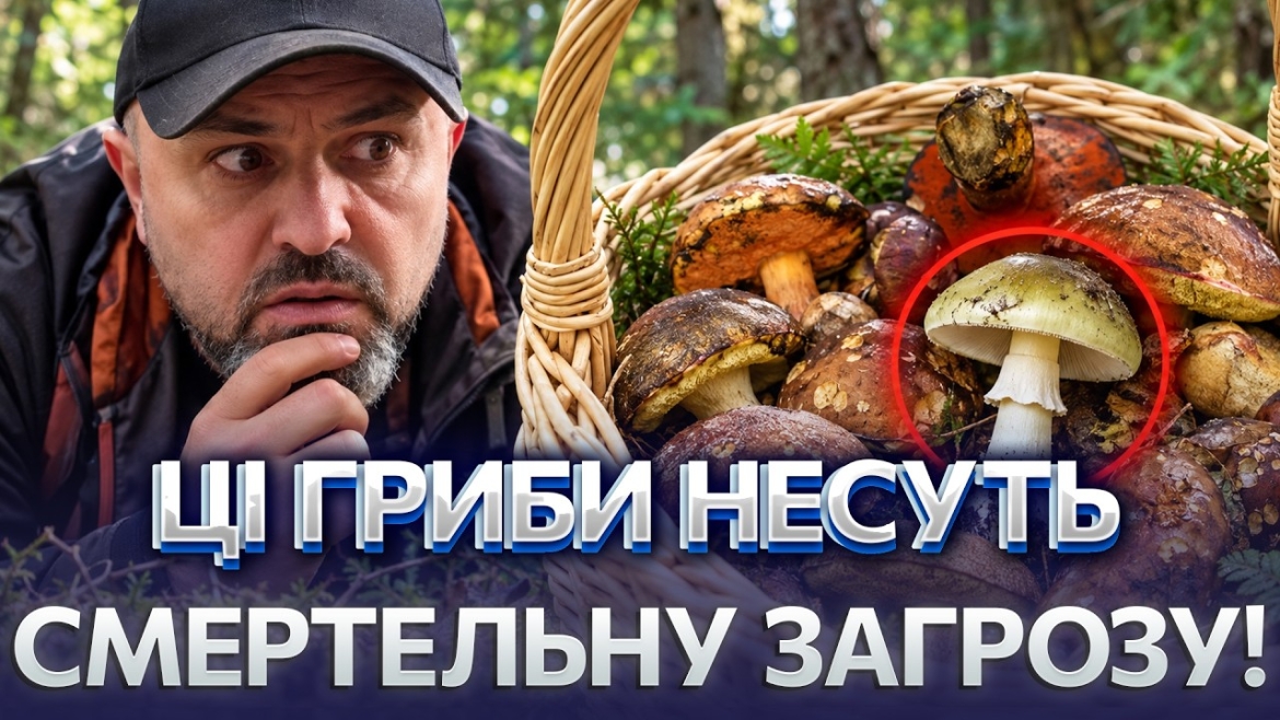 Embedded thumbnail for Жодних целофанових пакетів: як збирати гриби на Вінниччині, щоб не отруїтися