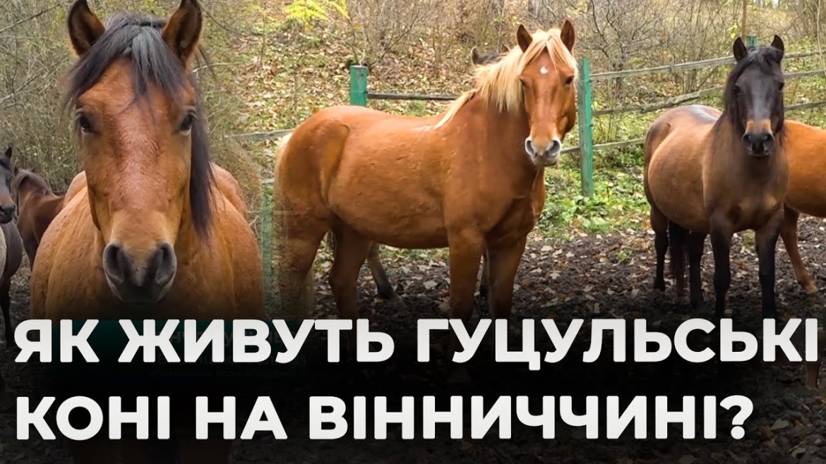 Embedded thumbnail for Як на Вінниччині відроджують рідкісну українську породу коней-гуцуликів