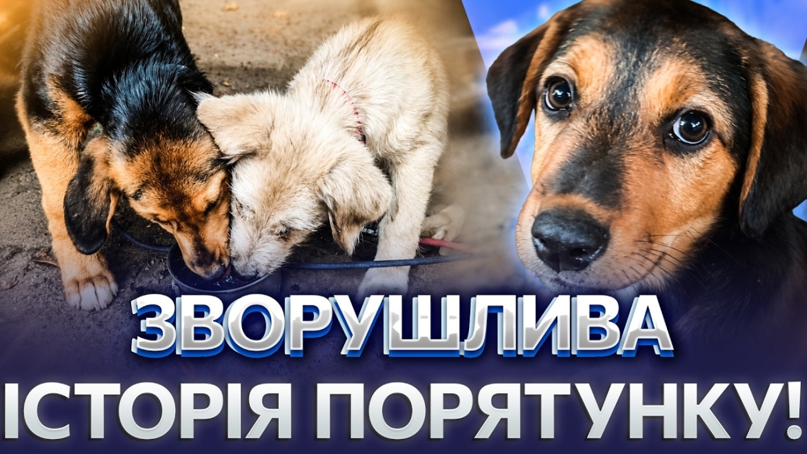 Embedded thumbnail for Прикордонники врятували цуценят, які народилися під обстрілами