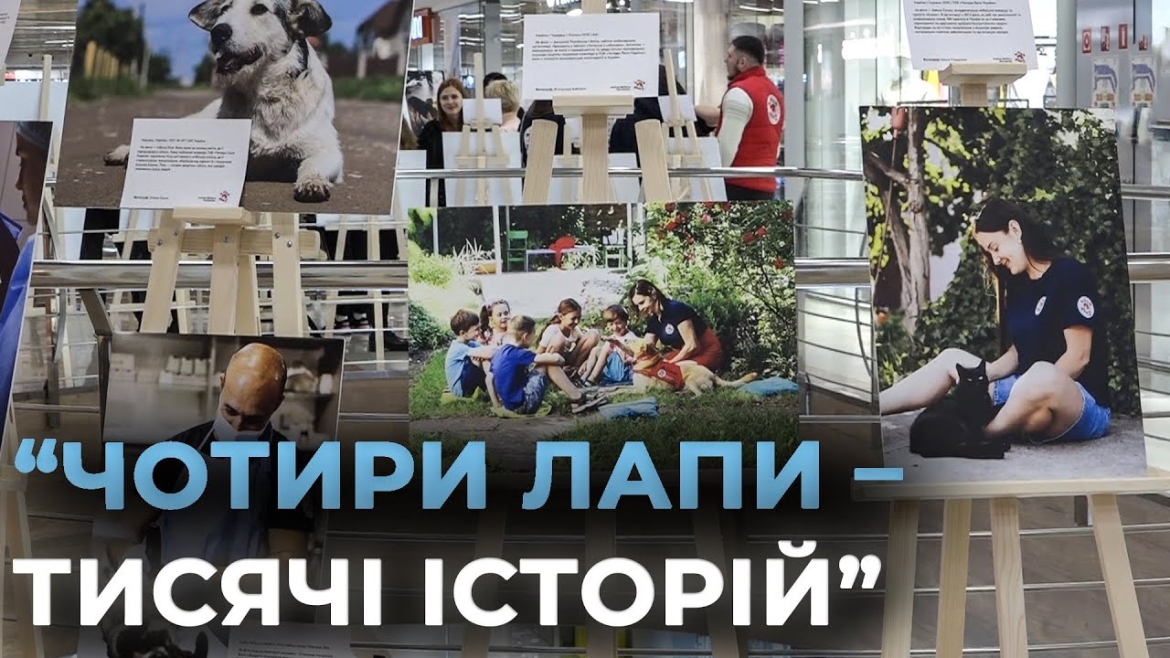 Embedded thumbnail for У Вінниці відкрили фотовиставку "Чотири лапи – тисячі історій"