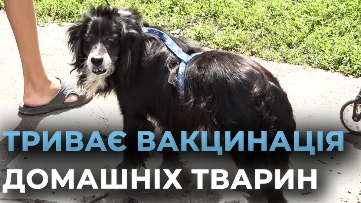 Embedded thumbnail for У Вінницьких Хуторах триває вакцинація домашніх тварин від сказу