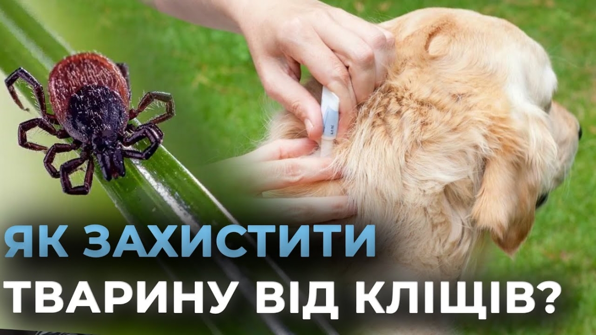 Embedded thumbnail for Кліщі активізувались: як захистити домашнього улюбленця від паразитів