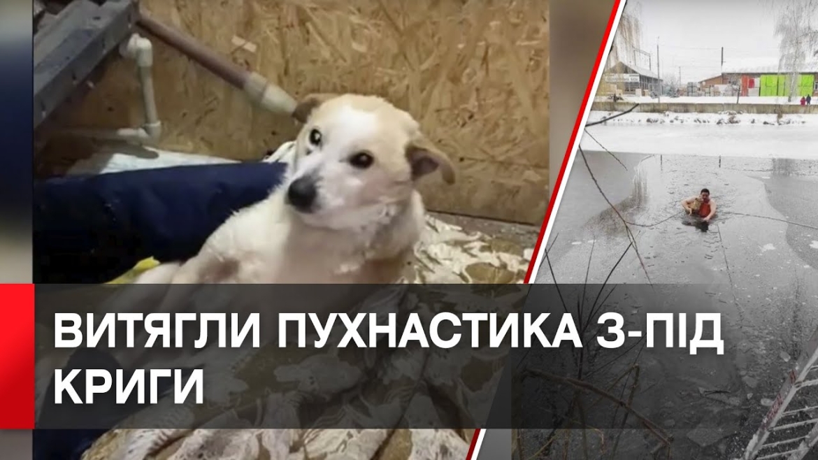 Embedded thumbnail for Козятинські надзвичайники врятували пса, який провалився під кригу