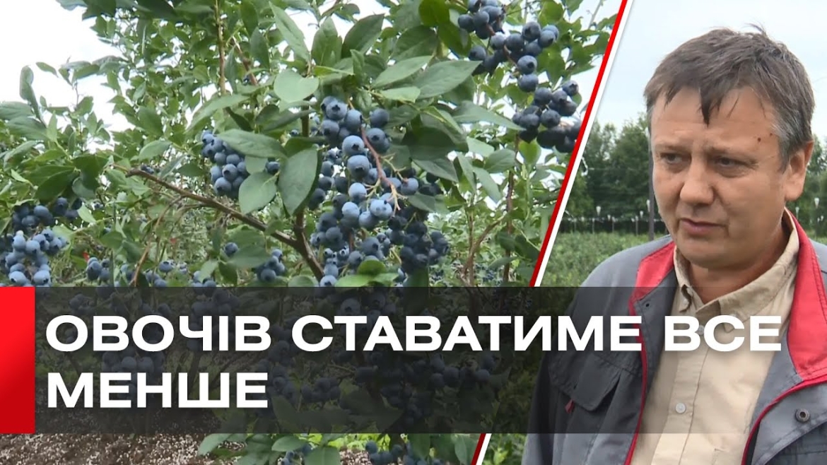 Embedded thumbnail for Чому ягідний бізнес стає пріоритетом українських фермерів